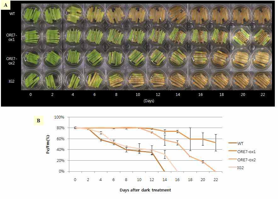 ORE7 유전자가 도입된 형질전환 벤트그라스의 특성분석