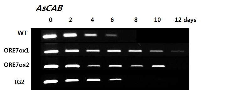 노화관련 marker(AsCAB)을 이용한 ORE7 유전자가 도입된 형질전환 벤트그라스의 발현분석