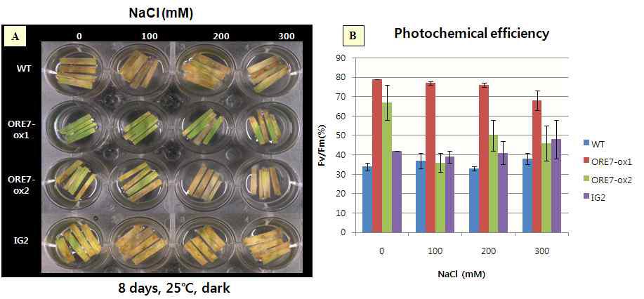 ORE7 유전자가 도입된 형질전환 벤트그라스의 특성분석