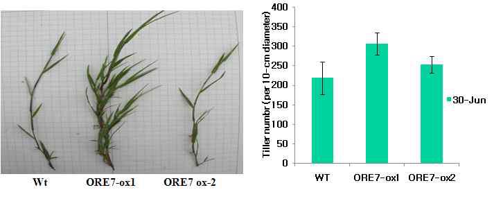 ORE7 유전자가 도입된 형질전환 벤트그라스의 표현형 분석(Tiller number)