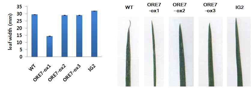 ORE7 유전자가 도입된 형질전환 벤트그라스의 표현형 분석(Leaf width)