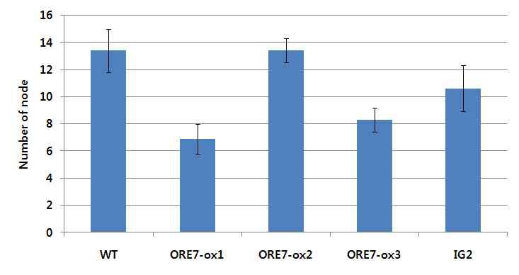 ORE7 유전자가 도입된 형질전환 벤트그라스의 표현형 분석(Number of node