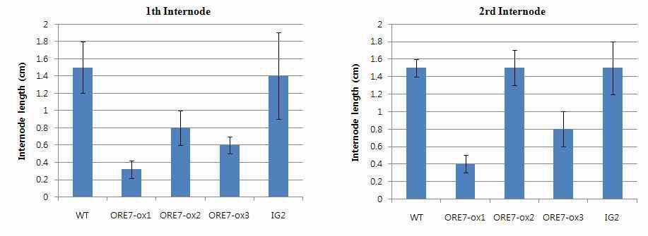 ORE7 유전자가 도입된 형질전환 벤트그라스의 표현형 분석(Internode length)
