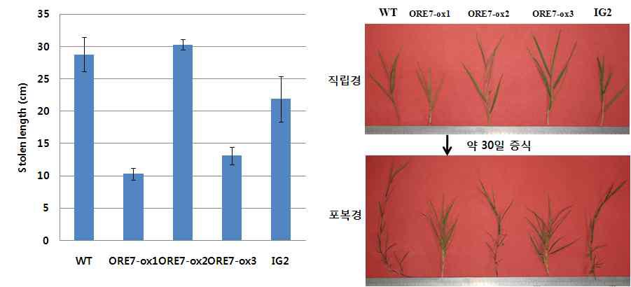 ORE7 유전자가 도입된 형질전환 벤트그라스의 표현형 분석(Stolon length)