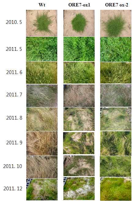 ORE7 유전자가 도입된 형질전환 벤트그라스의 2년 이상 동안 포장에서의 특성 분석