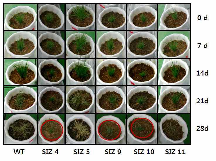 AtSIZ 유전자가 도입된 형질전환 몽고잔디의 건조 스트레스 조건하에서의 표현형 관찰
