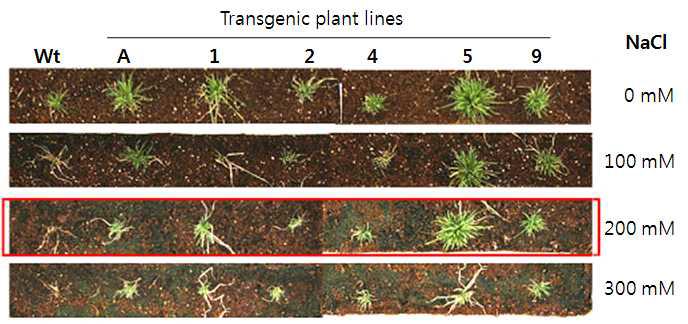 AtSIZ 유전자가 도입된 형질전환 몽고잔디의 염 스트레스 조건하에서의 표현형 관찰
