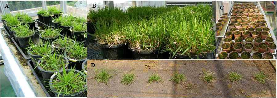 AtSIZ 유전자가 도입된 형질전환 들잔디의 특성분석을 위한 온실 및 포장에서의 증식