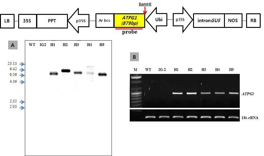 ATHG1 유전자가 도입된 형질전환 들잔디의 유전자도입 및 발현확인
