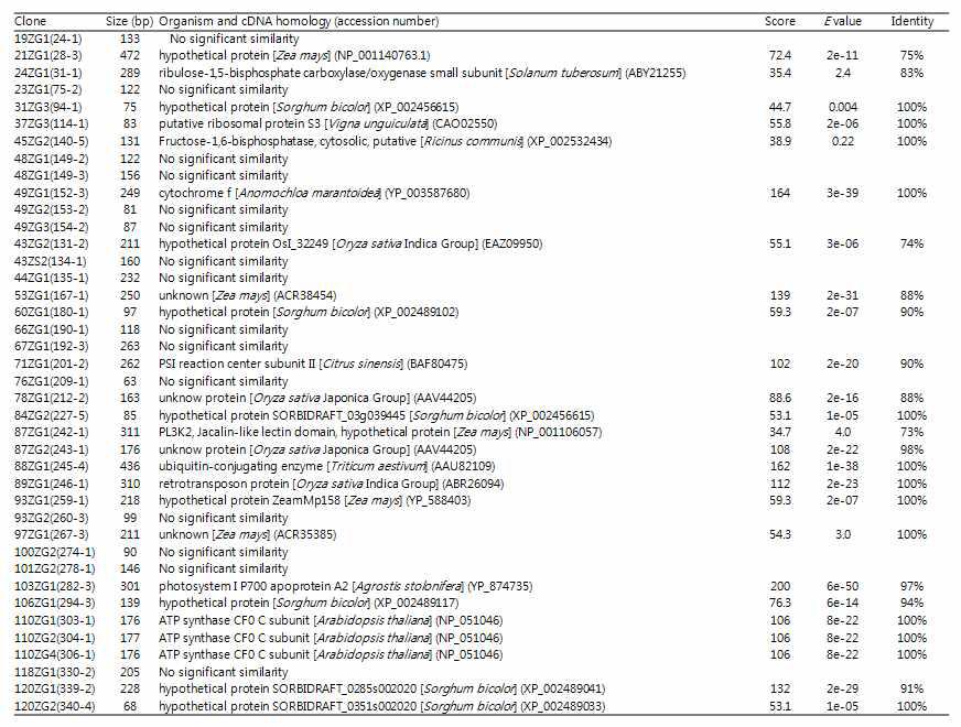 정상적인 잎에서 얻어진 DEG clone의 염기서열 분석결과