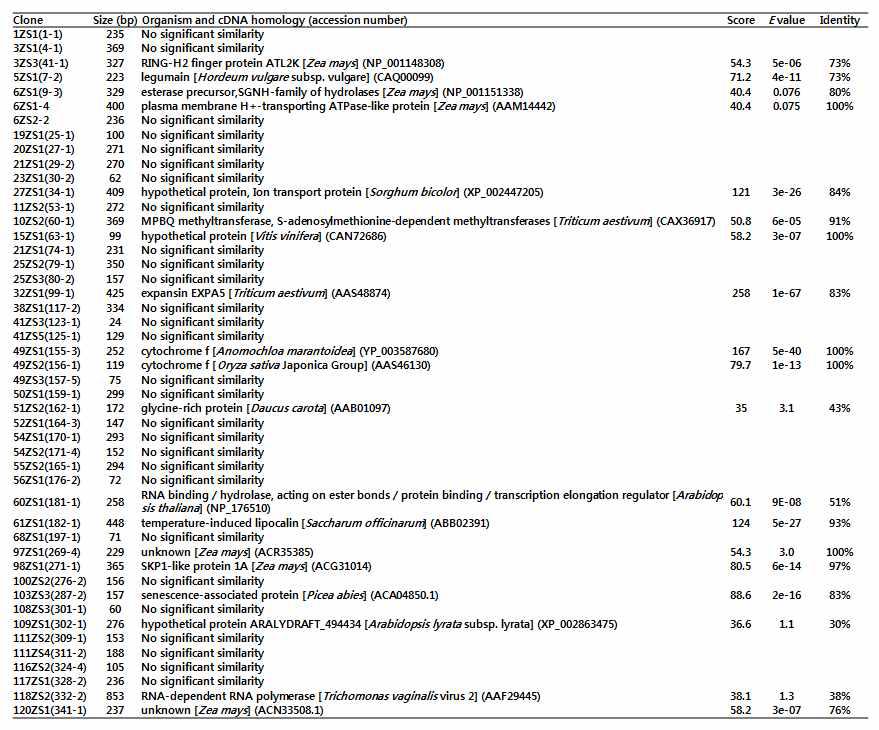 노화가 진행된 잎에서 얻어진 DEG clone의 염기서열 분석결과