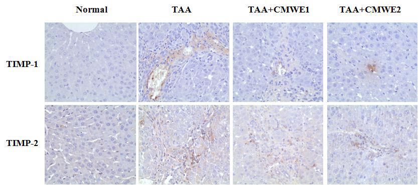 흰쥐에서 TAA로 간 섬유화가 유발된 간에서 TIMP-1,TIMP-2발현에 대한 CMWE 의 효과.CMWE는 TIMP-1과 TIMP-2발현을 농도 의존적으로 억제하였다.