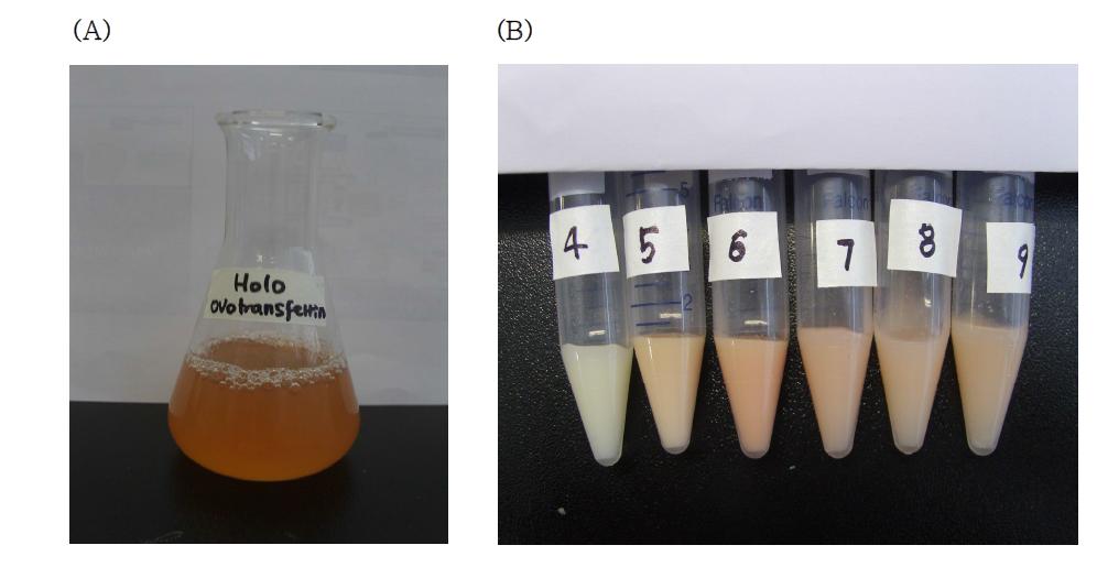 분리된 (A) holo-ovotransferrin 용액, (B) pH변화에 의한 holo-ovotransferrin용액으로부터 형성된 침전물.