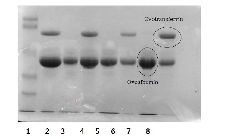 Mucin-free 계란 난백으로부터 holo-form ovotransferrin 분리를 위한 10% acetic acid 첨가 및 최적의 (NH4)2SO4 농도.