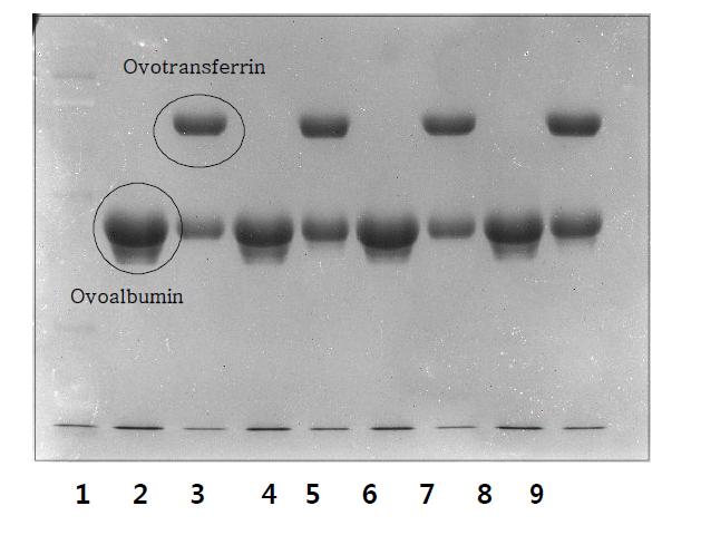 Mucin-free 계란 난백으로부터 holo-form ovotransferrin 분리를 위한 최적의 acetic acid 농도 및 (NH4)2SO4 농도.