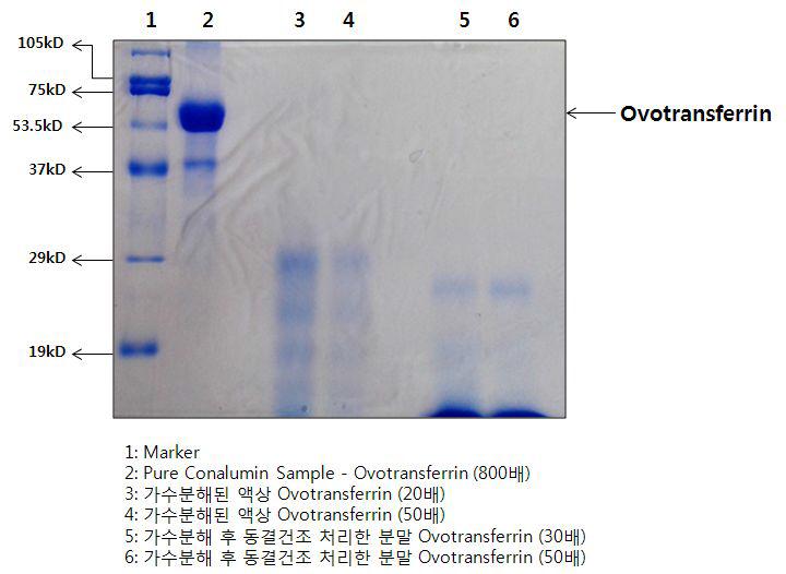 Ovotransferrin 가수분해물의 SDS-PAGE 결과.