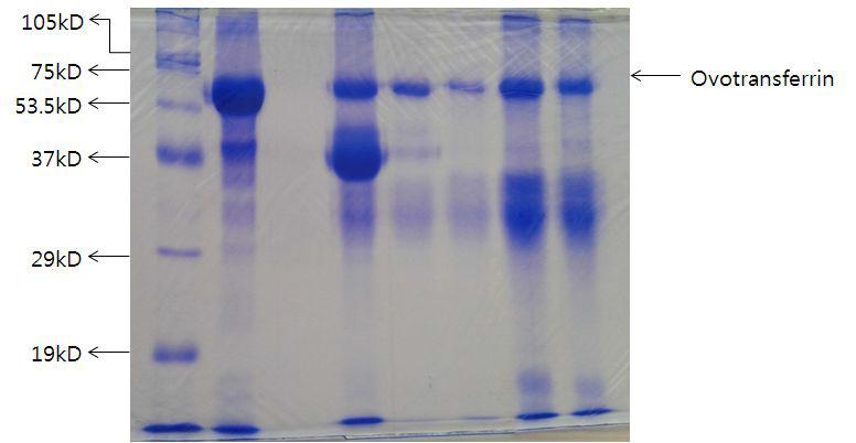 생산공정 별 ovotransferrin의 분리도 확인.