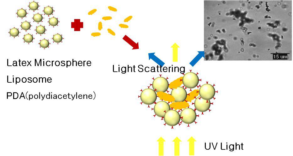 산란광 입자면역응집 반응의 기본 원리