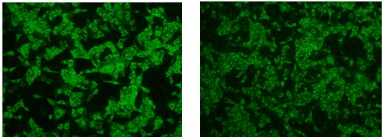 간접형광항체법을 이용한 PRRSV2종 증식 형광사진(좌:유럽형 E38strain,우:북미형 LMYstrain)