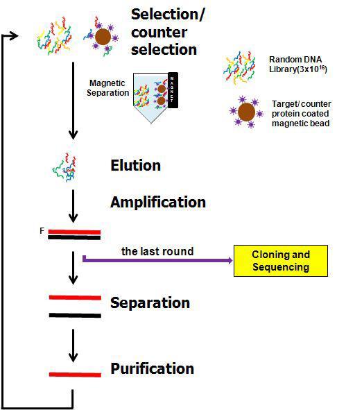 FluMag-SELEX (Systematic Evolution of Ligand by Exponential Enrichment)개략도