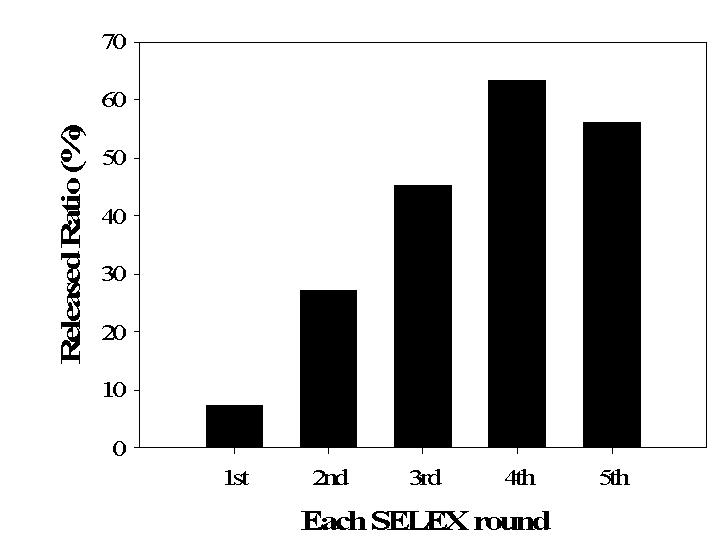 Input ssDNA library에 대한 타겟 BVDV 결합 ssDNA양