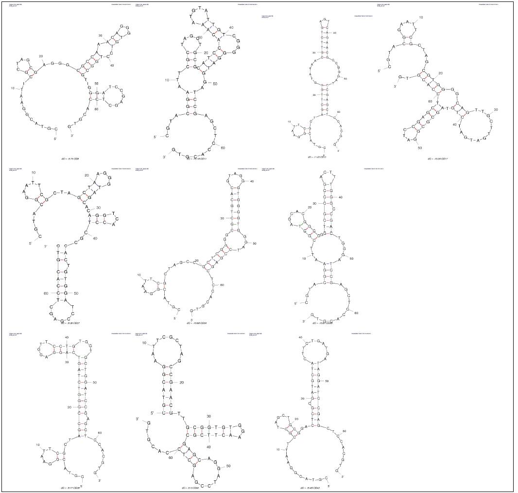 개발된 aptamer중 일부의 2차구조 prediction