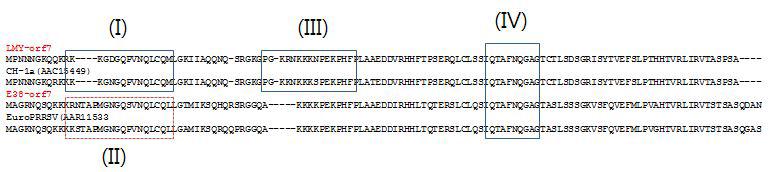 합성 peptides의 선별,북미및 유럽형 PRRSV N proteionepitope(I),(III),(IV);B celepitope로 보고된 영역 (II);유럽형 특이 영역으로 선별