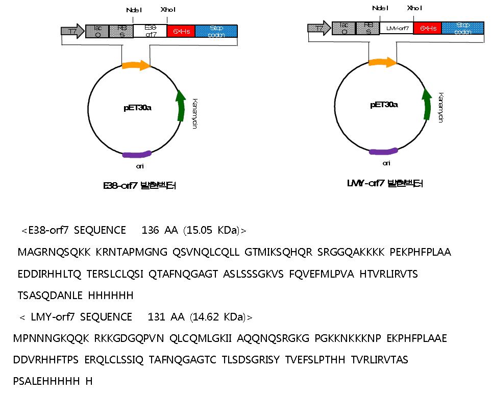 구축된 E38-Orf7과 LMY-Orf7발현vector의 구조