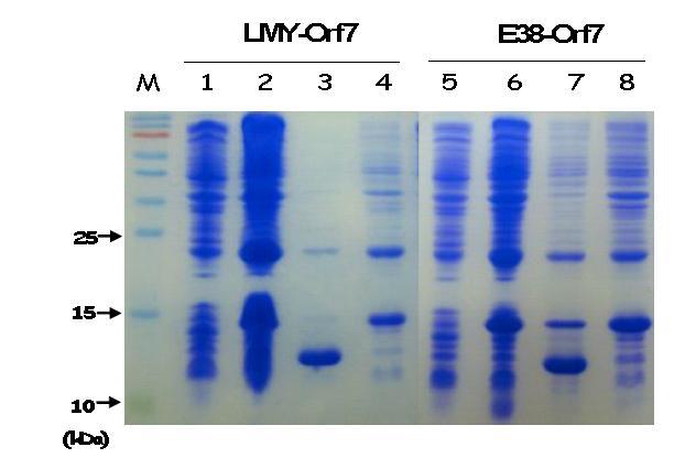 SDS-PAGE analysis of Orf7 (N) proteins expressed by the condition of 30℃,6hr cultivation after1mM IPTG induction.M,Sizemarker;124& 8,insolubleproteinfraction