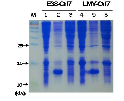 SDS-PAGE analysisofOrf7(N)proteinsobtainedthecellcultivated undercondition of1 5℃,24 hrafter0.1 mM IPTG induction.1 2 Soluble protein fraction,3& 6,insolubleproteinfractio