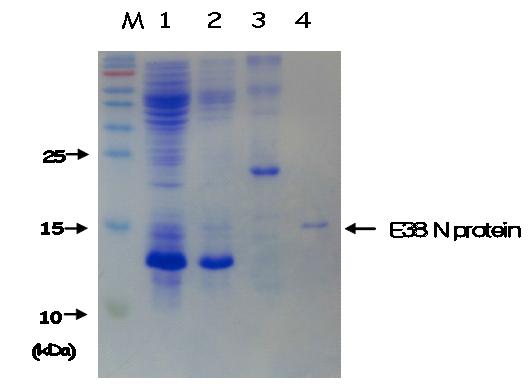 Purification of recombinantN protein ofE-38strain by FPLC with Ni-NDA resin. M, Protein size marker;1,Totalsolublized protein:2,Washing with 5 mM Imidazole solution;3, Washingwith60mM imidazolesolution;4,Elutionwith150mM imidazolsolution