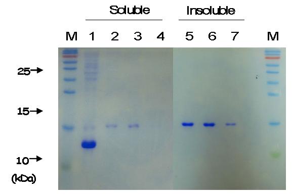 Purification of recombinantN protein ofLMY strain by FPLC with Ni-NDA resin.M, Protein sizemarker;1,Totalsolublized protein:2,35,6& 7, PurifiedinsolublizedN protei