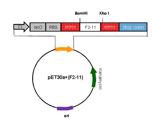 소바이러스성설사증바이러스 (BVDV)의 envelopeprotein(E2)발현용 vector