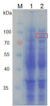 소바이러스성설사증바이러스 (BVDV)의 envelopeprotein(E2)발현 M : proteinsizemarker,Lane1:IPTG noninduction,Lane2:IPTG induction