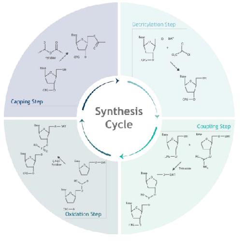 Aptamer용 올리고 합성 (Aptamer-OligoSynthesisCycle)