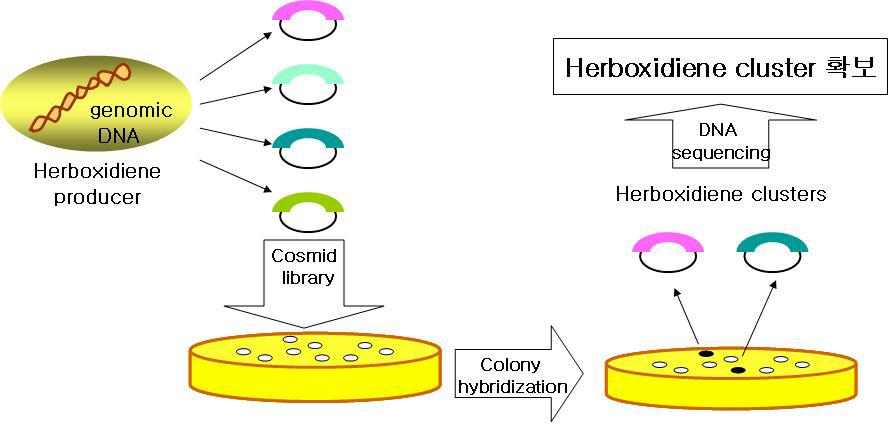 Herboxidiene 생합성 유전자집단의 분리 및 분석 전략