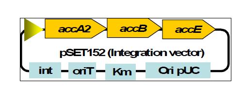 ACC pathway의 발현벡터의 예