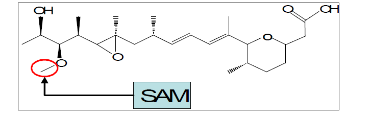 Herboxidiene 생합성 전구체로서의 SAM의 역할