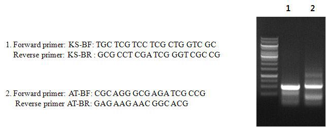 PCR product obtained from KS-BF and KS-BR