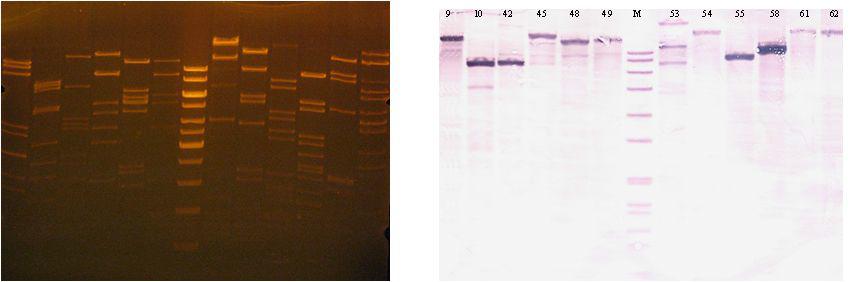 Colony hybridization 결과 확보된 cosmid