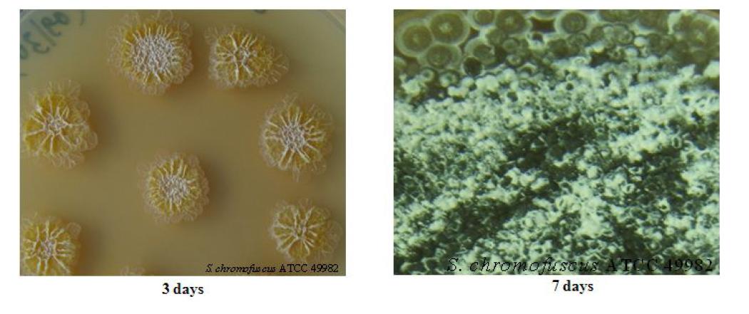 Morphology of Streptomyces chromofucus A7847 on ISP2 plate after 3 and 7 days.