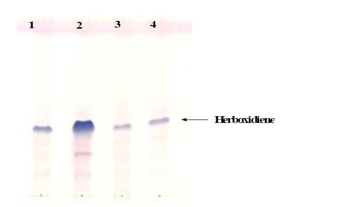 Glycerol 농도에 따른 herboxidiene의 생산량 비교 TLC. Lane 1: glycerol 3.5%, Lane 2: glycerol 5%, Lane 3: glycerol 6%, Lane 4: glycerol 7%