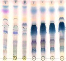 최적화된 배지와 기존 생산 배지에 따른 herboxidiene의 생산량 비교 TLC. Lane 1, 2 및 3: control media (medium No 1), Lane 4,5,6 및 7 최적화된 배지 (medium No 6A6)