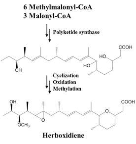 malony-CoA와 methylmalonyl-CoA 선구물질로부터 herboxidiene의 합성.