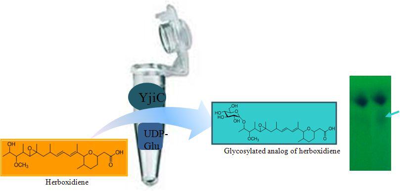 In vitro enzyme assay of both glucosyltransferases was carried out separately at 37°C to transfer glucose moiety from UDP-glucose to herboxidiene in the presence phosphate buffer and MgCl2.