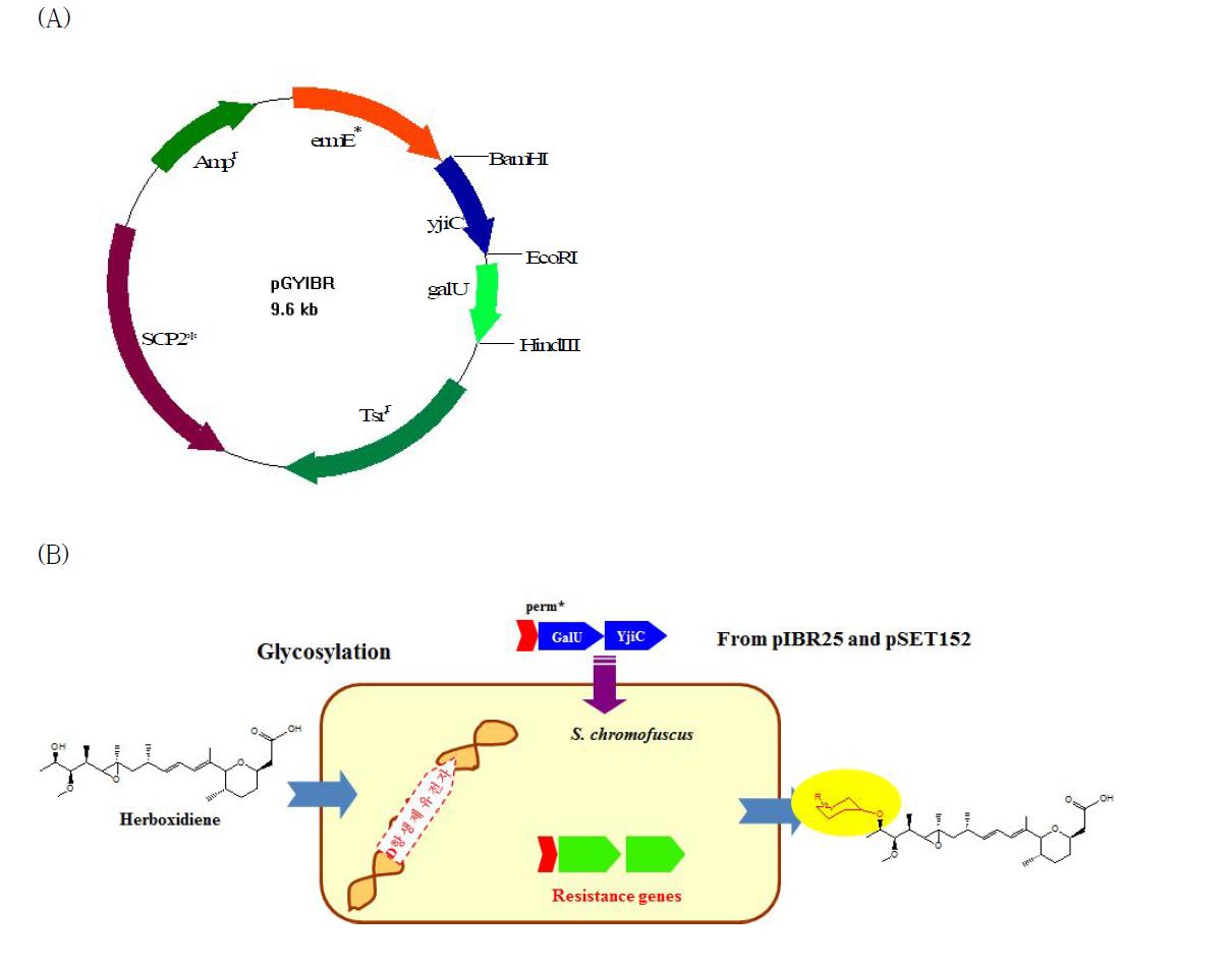 (A) 벡터 pGYIBR의 맵, (B) Herboxidiene glycoside의 방선균내에서 생산 전략