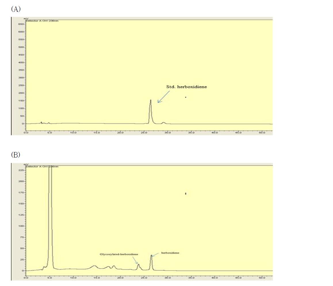 (A) 야생균주에서 얻은 herboxidiene, (B) 제작된 균주에서 얻은 herboxidiene과 herboxidiene glycoside.