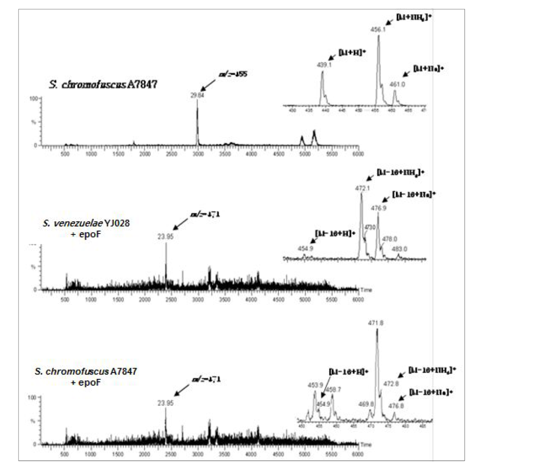 YJ435와 YJ426배양 추출물의 HPLC-ESI-MS 분석