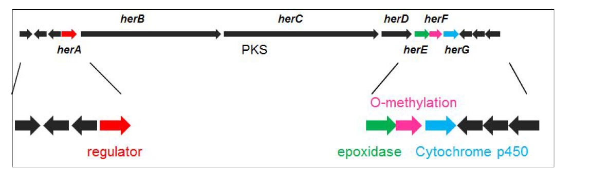 Herboxidiene 생합성 유전자 집단