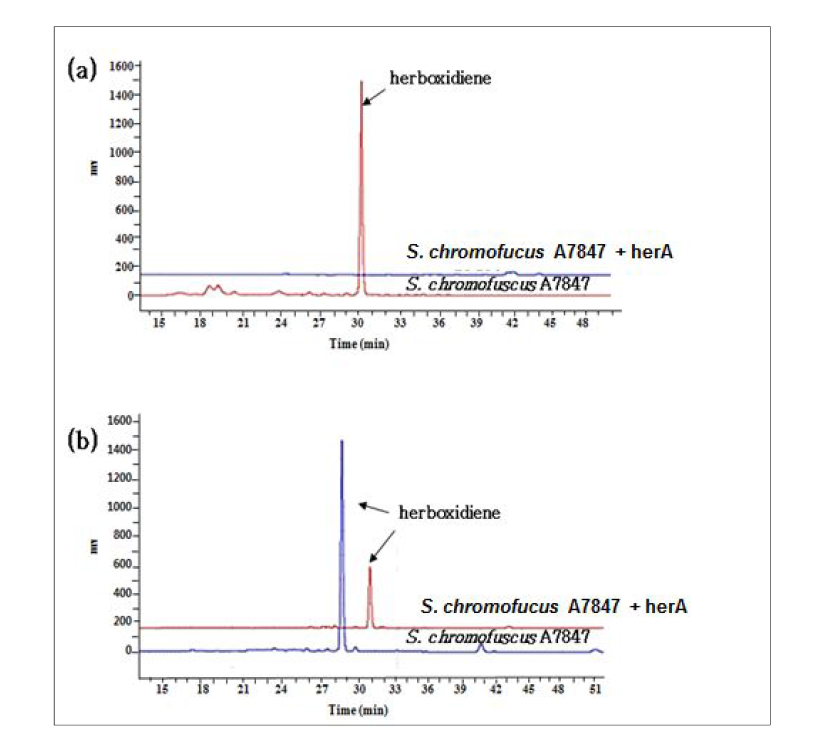 허복시디엔 생산액체배지와 R2YE 고체배지에서의 S. chromofuscusA7847과 herA 과발현 균주의 HPLC 크로마토그램